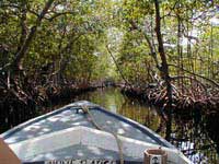 Riding Through the Mangrove Canal in a Dory