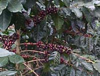 Honduras Coffee