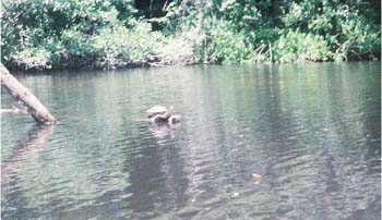 Cuero y Salado Wildlife Refuge, Honduras Central America