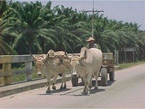 A Way to get Goods to Market in La Ceiba