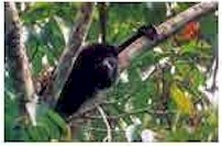 Picture of a Howler Monkey Seen at Punta Sal