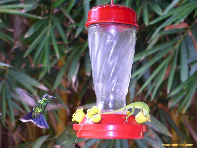 Picture of Hummingbird and Lizard at Feeder - Roatan Honduras