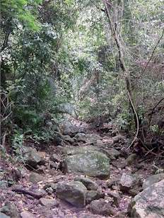 Streambed in Carambola Gardens, Roatan Honduras