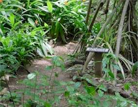 Another Trail View at Carambola Gardens, Roatan Honduras