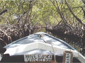 Cruising Through the Mangrove Canal at Nearby Jonesville