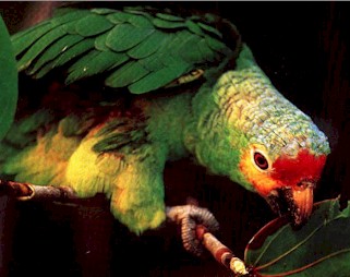 Red Lored Parrot