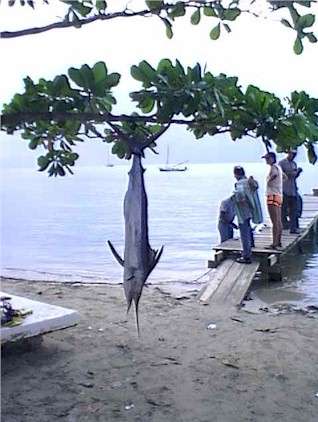 Roatan Fish