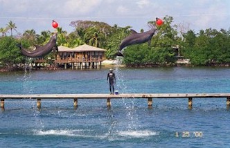 Anthony's Key Resort - Dolphin Show