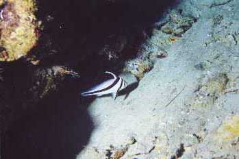 Underwater Pictures of Sea Life in  Cayman Trench at  Roatan Honduras