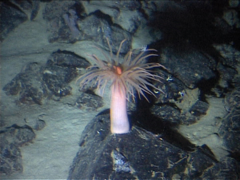 Deep Diving Underwater Picture of Pink Anemone,  Roatan Honduras