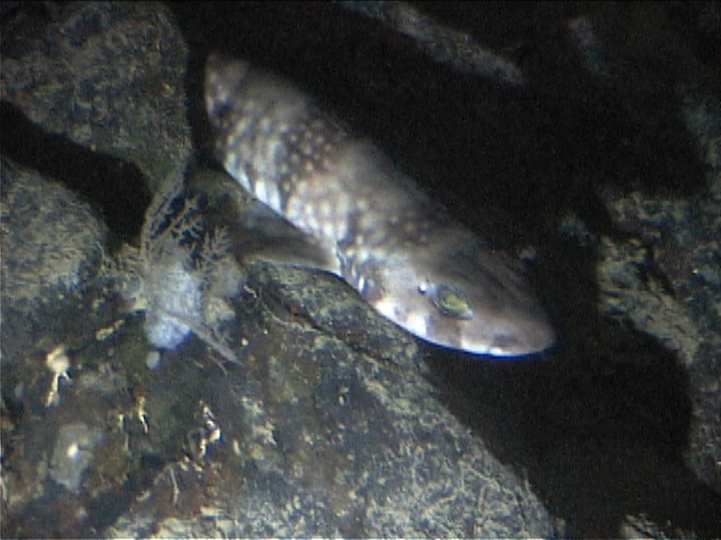 Deep Diving Underwater Picture of Shark Face at   Roatan Honduras