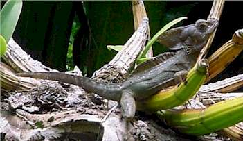 Monkey Lala Seen at Carambola Gardens on Roatan Honduras