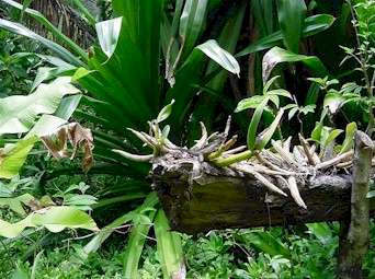 Orchids Growing on a Log at Carambola Gardens, Roatan Honduras