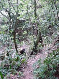 One of the Trails at Carambola Gardens, Roatan Honduras