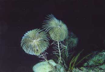 Underwater Pictures of Sea Life in  Cayman Trench at  Roatan Honduras