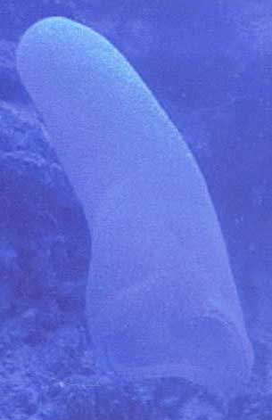 Underwater Pictures of Sea Life in  Cayman Trench at  Roatan Honduras