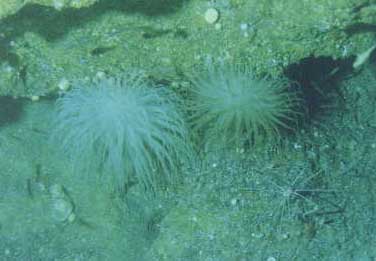 Underwater Pictures of Sea Life in  Cayman Trench at  Roatan Honduras