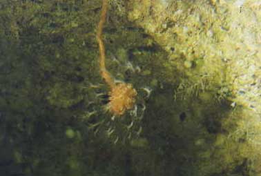 Underwater Pictures of Sea Life in  Cayman Trench at  Roatan Honduras