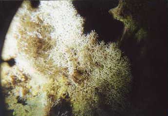 Underwater Pictures of Sea Life in  Cayman Trench at  Roatan Honduras