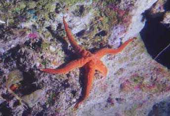 Underwater Pictures of Sea Life in  Cayman Trench at  Roatan Honduras