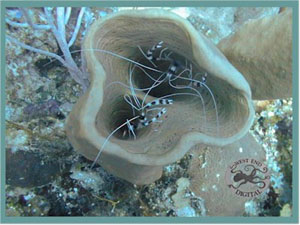 Underwater Pictures of Sea Life in  Cayman Trench at  Roatan Honduras