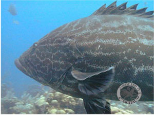 Underwater Pictures of Sea Life in  Cayman Trench at  Roatan Honduras