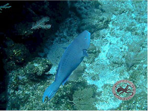 Underwater Pictures of Sea Life in  Cayman Trench at  Roatan Honduras