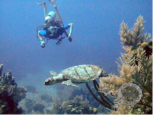 Underwater Pictures of Sea Life in  Cayman Trench at  Roatan Honduras