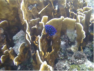 Underwater Pictures of Sea Life in  Cayman Trench at  Roatan Honduras