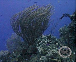 Underwater Pictures of Sea Life in  Cayman Trench at  Roatan Honduras