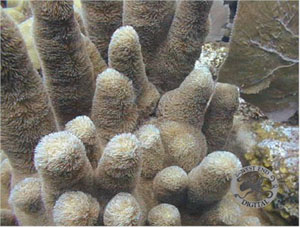 Underwater Pictures of Sea Life in  Cayman Trench at  Roatan Honduras