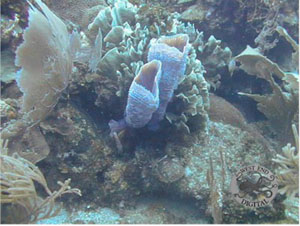 Underwater Pictures of Sea Life in  Cayman Trench at  Roatan Honduras