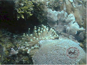 Underwater Pictures of Sea Life in  Cayman Trench at  Roatan Honduras