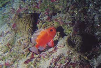 Underwater Pictures of Sea Life in  Cayman Trench at  Roatan Honduras