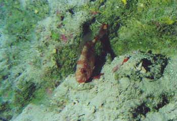 Underwater Pictures of Sea Life in  Cayman Trench at  Roatan Honduras